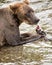 Katmai Brown Bears; Brooks Falls; Alaska; USA