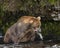 Katmai Brown Bears; Brooks Falls; Alaska; USA