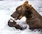 Katmai Brown Bears; Brooks Falls; Alaska; USA