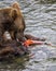 Katmai Brown Bears; Brooks Falls; Alaska; USA