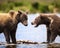 Katmai Brown Bears; Brooks Falls; Alaska; USA