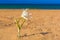 Kato Stalos beach,with water lilly, Chania prefecture, Western Crete, Greece