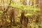 Katote Fern Tree in NZ sub-tropical rainforest