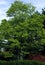 Katsura Tree  53298