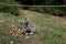 A katta sitting on a grass area eating fruits looking around at the zoo in germany