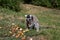 A katta sitting on a grass area eating fruits at the zoo in germany