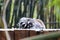 Kattas sleeping in Steve Irwin wildlife zoo in Brisbane in Australia