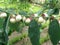 katuk fruit in the garden. Physically, the katuk fruit is small, round in shape, white in color and inside there are three seeds