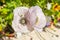 Katydid on a blushed silver white poppy flower