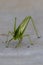 Katydid or Bush Cricket