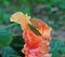 Katydid bush cricket sitting on a fancy hibiscus flower