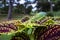 Katydid on coleus leaf