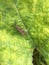 Katydid Grasshopper  Long-horned Grasshopper