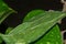 Katydid on Green Leaf