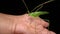 Katydid on the hand.   green katydids isolated on black background. camouflage katydid. camouflage insects camouflage animals inse