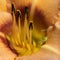 Katydid insect perches in flower close up with vibrant color