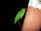 Katydid - Leaf Insect