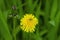 Katydid nymphs on yellow Dandelion flower