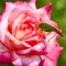 Katydid Tettigonia cantans on a pink rose