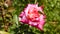 Katydid Tettigonia cantans on a pink rose