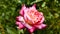 Katydid Tettigonia cantans on a pink rose