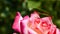 Katydid Tettigonia cantans on a pink rose