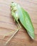Katydids or bush cricket