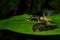Katydids cricket - Macroxiphus sumatranus