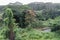 Kauai rainforest vista in winter at dusk