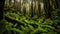 Kauai\\\'s Fantasy Forest A Natural Wonder