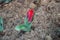 Kaufmanniana tulip Scarlet Baby grow in the flowerbed.