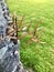 Kauri Agathis australis tree has small narrow leaves. grass background.