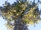 Kauri Agathis australis tree has small narrow leaves. Up view.
