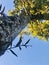 Kauri. Agathis australis,  tree has smooth bark and small narrow leaves. blue sky background.