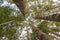 Kauri forest canopy