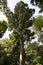Kauri Pine Tree