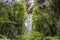 Kauri protected tree in New Zealand