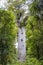 Kauri protected tree in New Zealand