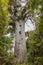 Kauri protected tree in New Zealand