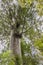 Kauri protected tree in New Zealand