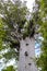 Kauri tree in a forest in New Zealand