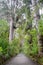 Kauri Tree Forest in New Zealand