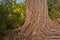 Kauri tree in Waipoua forest in New Zealand