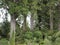 Kauri Trees on coromandel peninsula