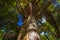 Kauri Trees at Piha Auckland New Zealand