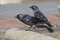 Kauw, Western Jackdaw, Corvus monedula