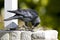 Kauw, Western Jackdaw, Corvus monedula