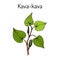 Kava-kava piper methysticum , medicinal plant