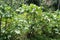 Kava plant, from which a low-alcohol drink is prepared on the islands of the Fiji archipelago