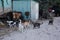 Kavarna, Bulgaria - September 05 2016: Seven cats in a fishing village in front of a turquoise, old hut